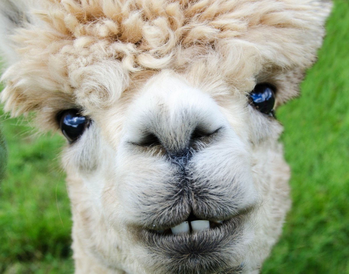 Alpaca smiles in Peru