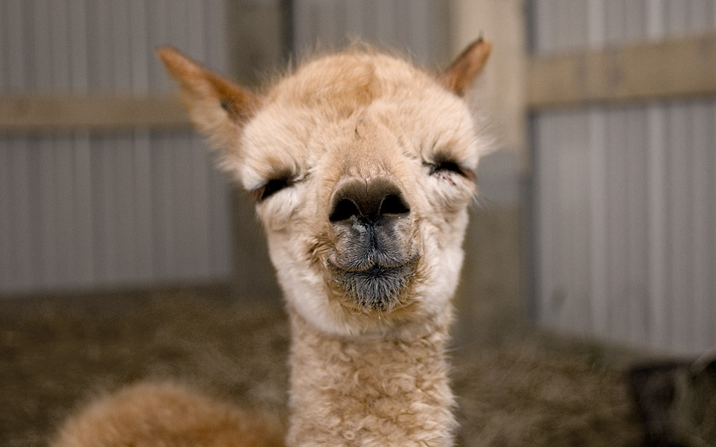 Alpaca close their eyes