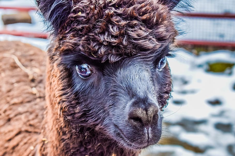 Alpaca appear in brown color in Peru zoo