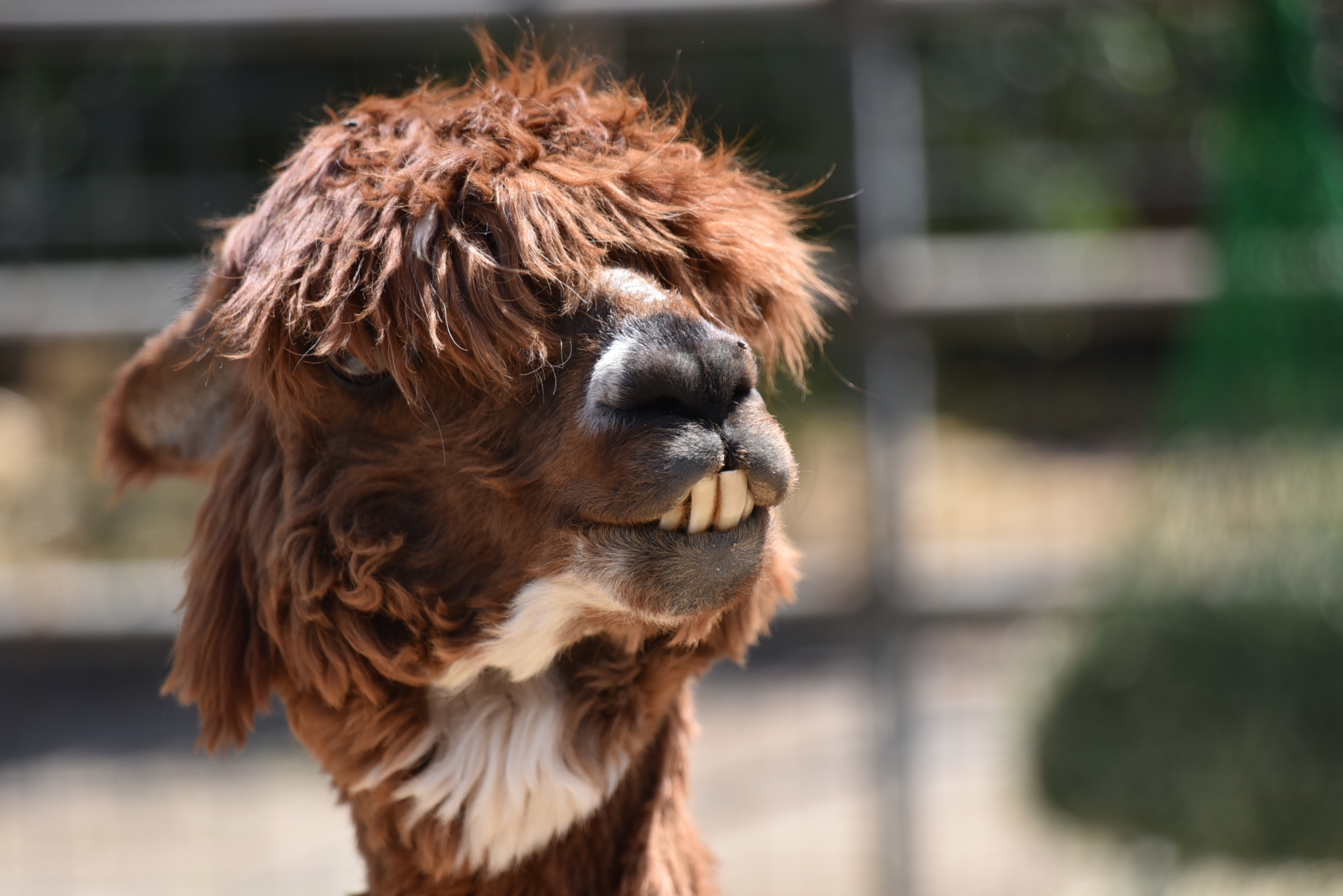 Alpaca hiding its eyes in zoo