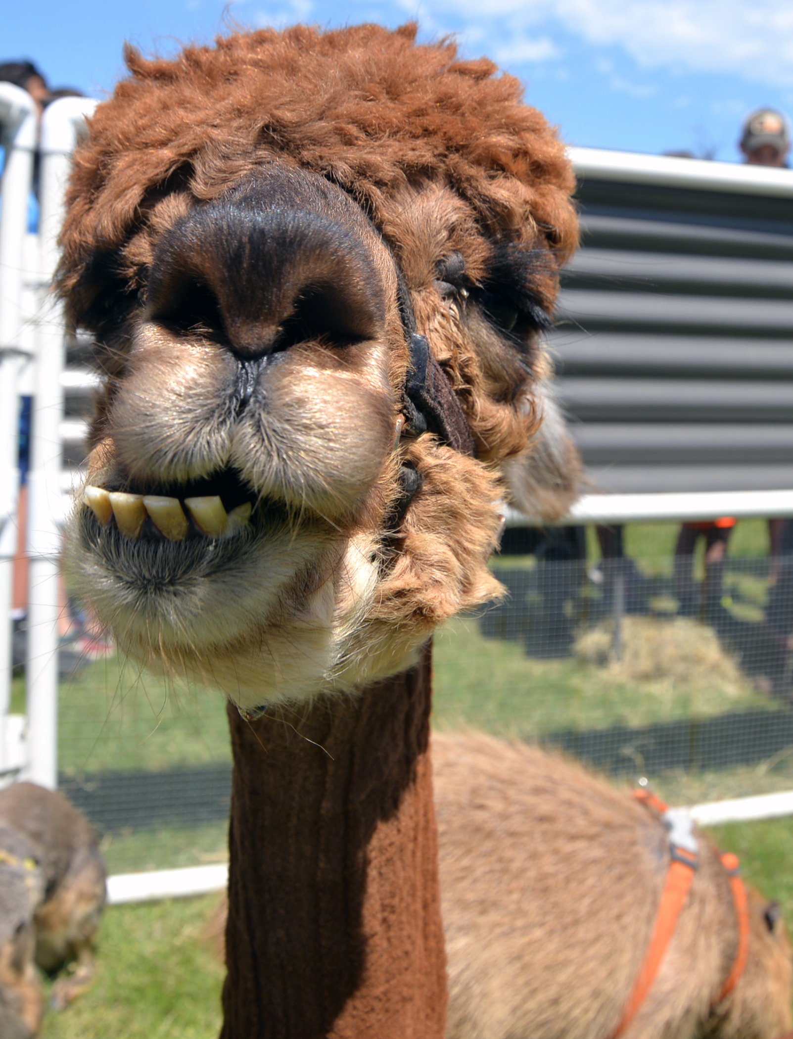 Alpaca shows funny face when smiling