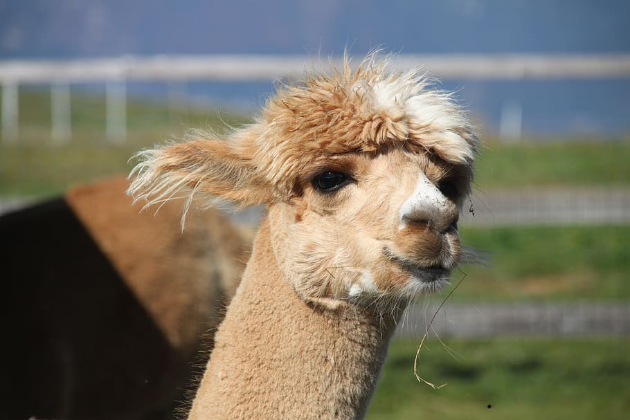 Alpaca acts cute in the Peru zoo