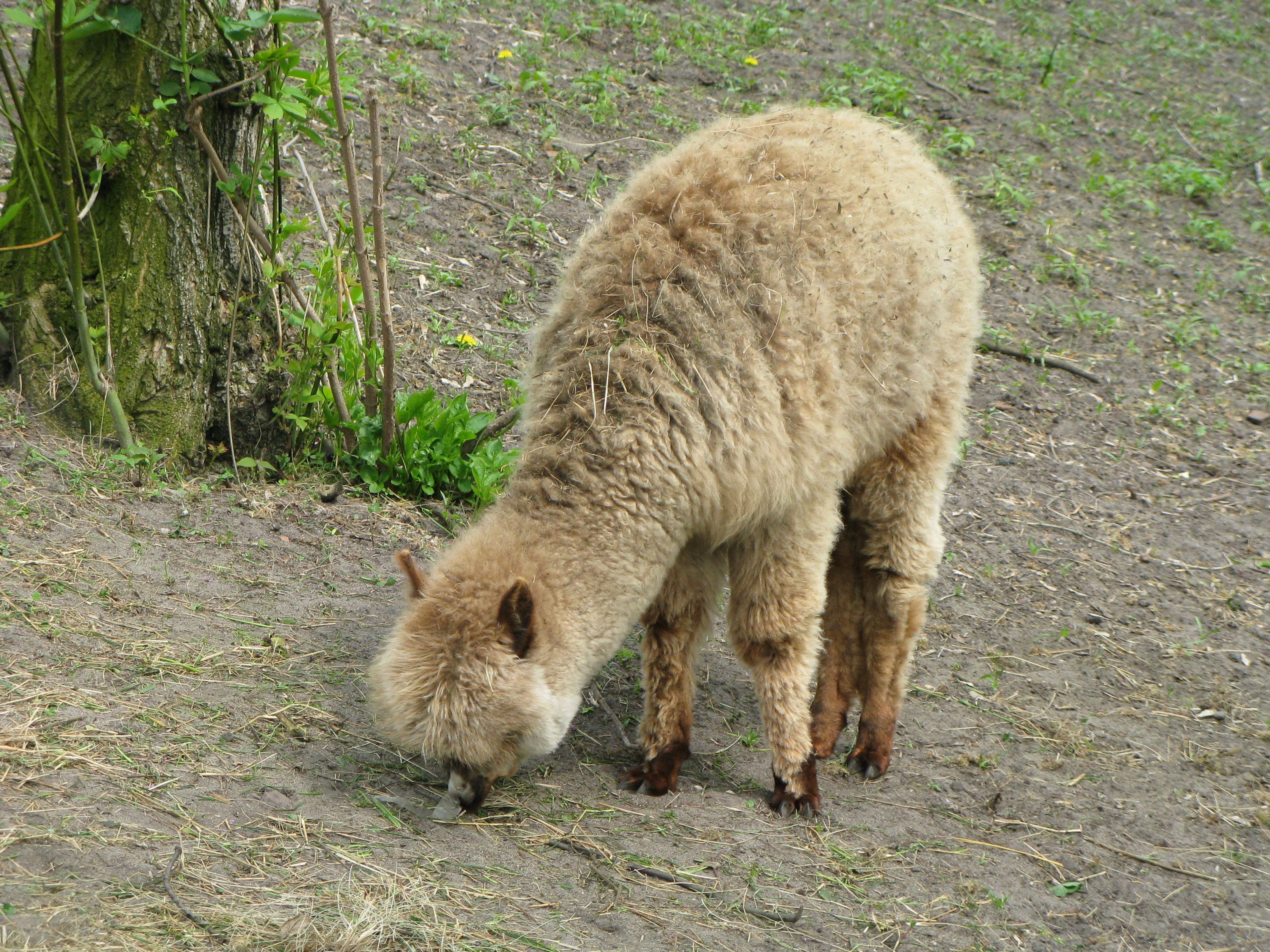 Huacaya Alpaca is having its food