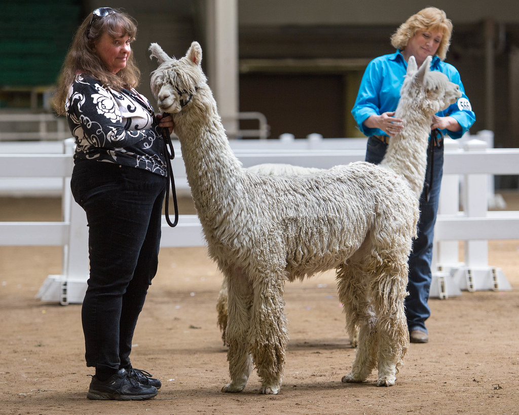 Huacaya Alpaca is being touched in the Peru zoo