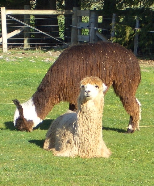 Two Suri Alpaca are resting in the zoo