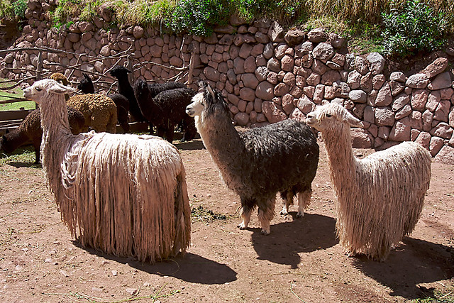 Many Suri Alpaca are found in the zoo