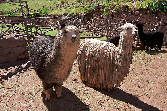 Suri Alpaca is looking at the camera