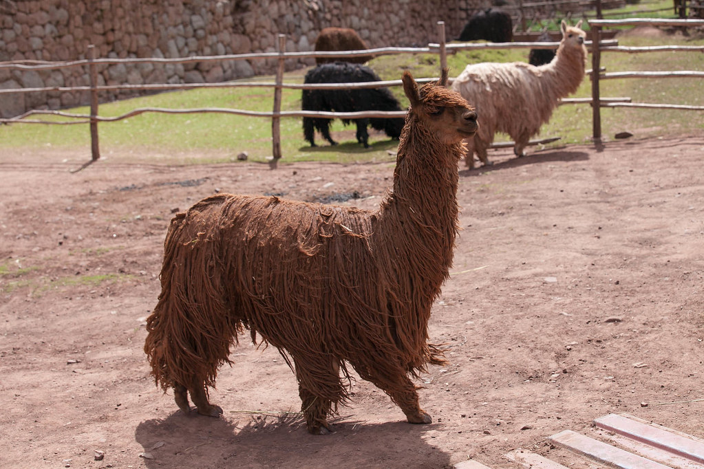 Suiri Alpaca is walking slowly in the zoo