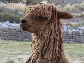 Suri Alpaca is smiling